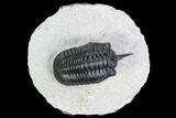 Morocconites Trilobite Fossil - Morocco #108535-2